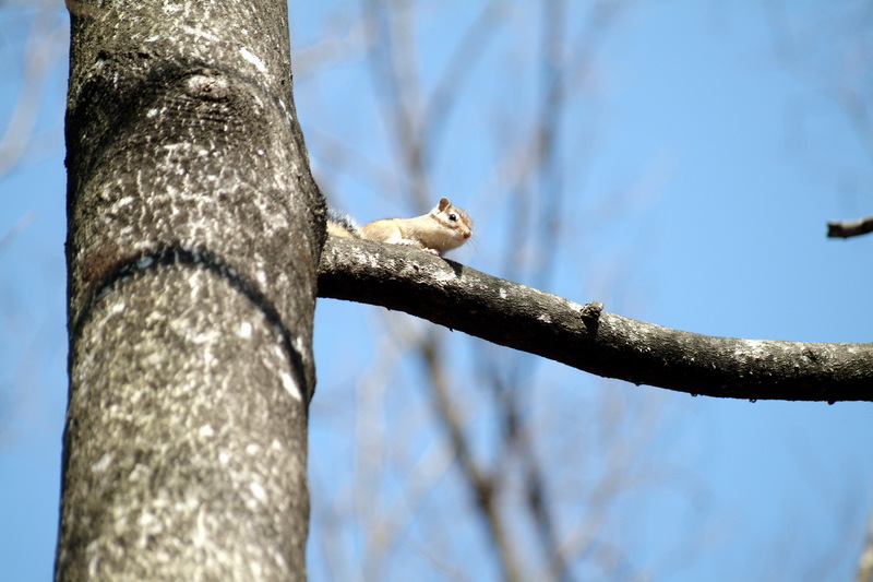 약간 흰색을 띄는 작은 다람쥐 한 마리; DISPLAY FULL IMAGE.