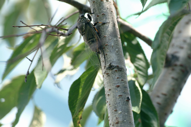 말매미 Cryptotympana dubia (Korean horse cicada, Korean blackish cicada); DISPLAY FULL IMAGE.