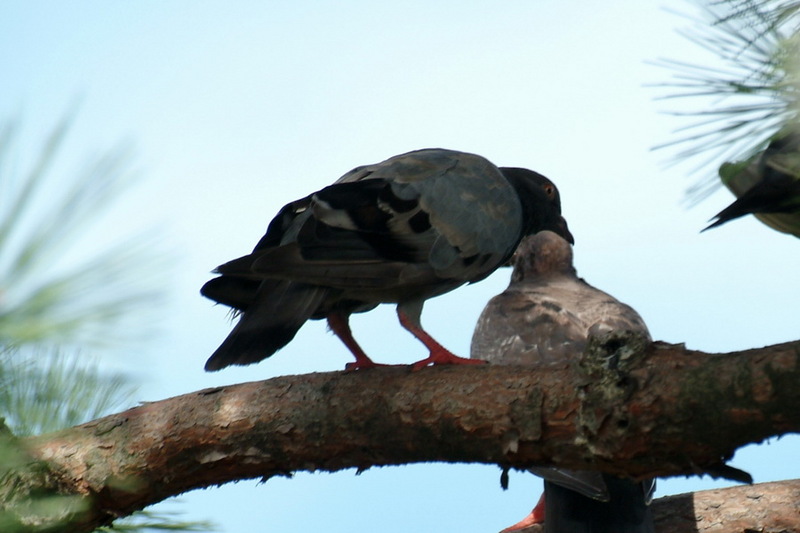 소나무 위의 비둘기 한쌍; DISPLAY FULL IMAGE.