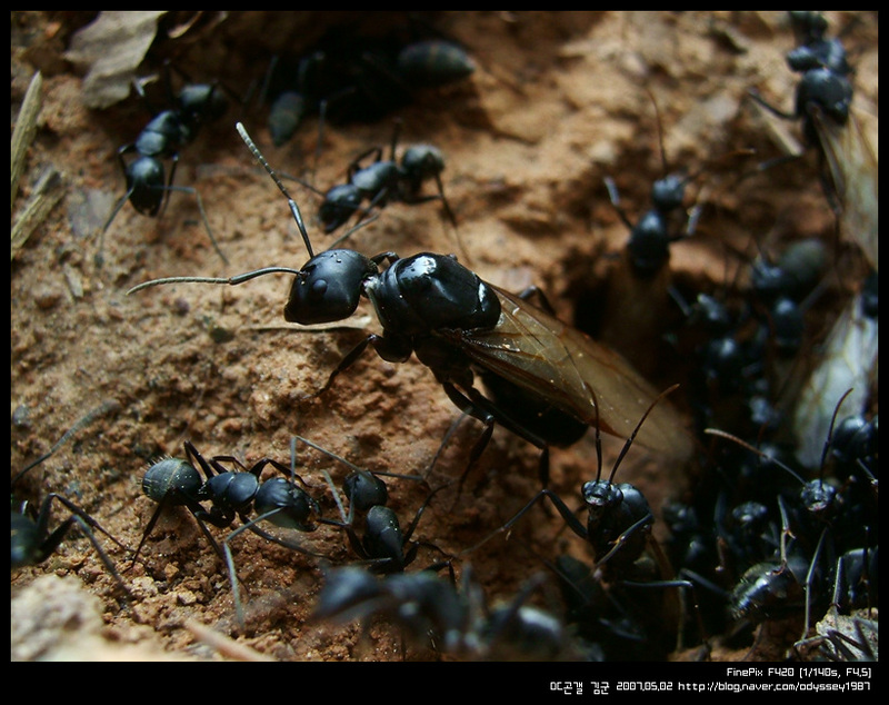 일본왕개미 (Japanese Carpenter Ant); DISPLAY FULL IMAGE.