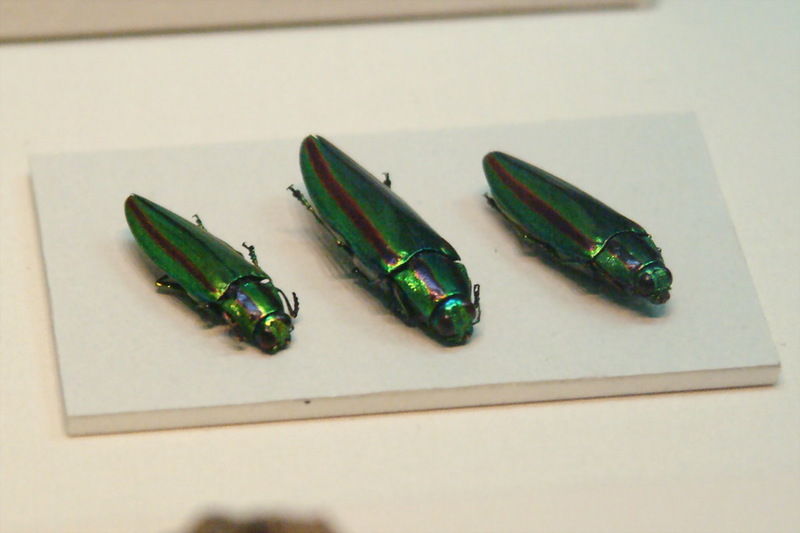 비단벌레 Chrysochroa fulgidissima (Jewel Beetle); DISPLAY FULL IMAGE.