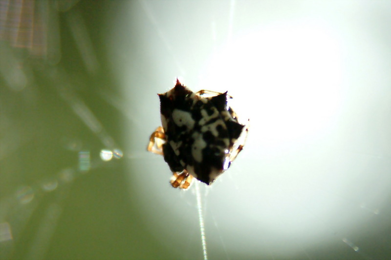 가시거미 Gasteracantha kuhlii (black-and-white shiny spider); DISPLAY FULL IMAGE.