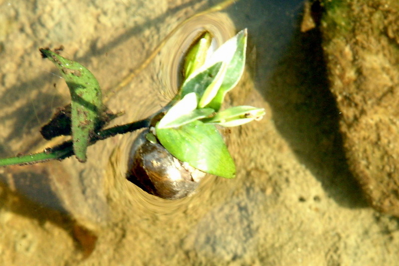 수초에 붙어 쉬는 달팽이; DISPLAY FULL IMAGE.