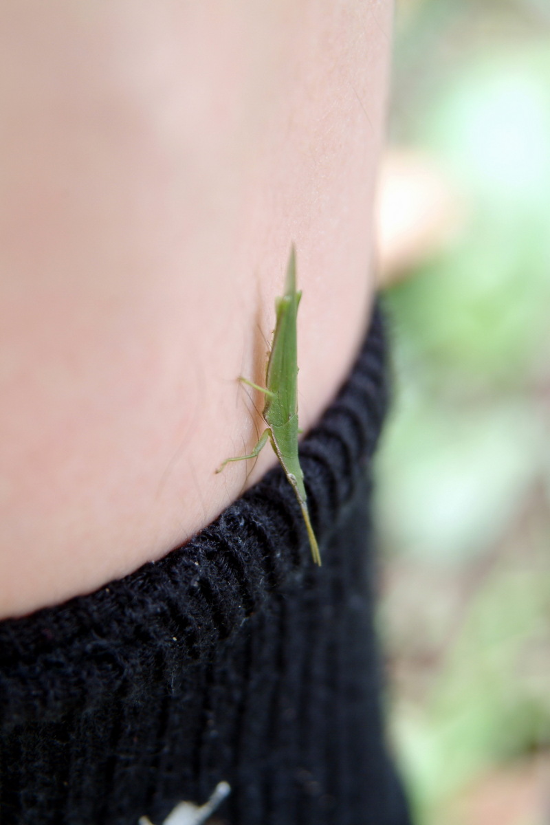 섬서구메뚜기(유충) Atractomorpha lata (Pyrgomorphidae Grasshopper); DISPLAY FULL IMAGE.