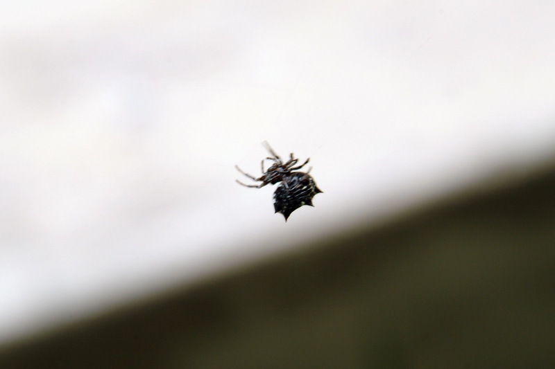 가시거미 Gasteracantha kuhlii (black-and-white shiny spider); DISPLAY FULL IMAGE.