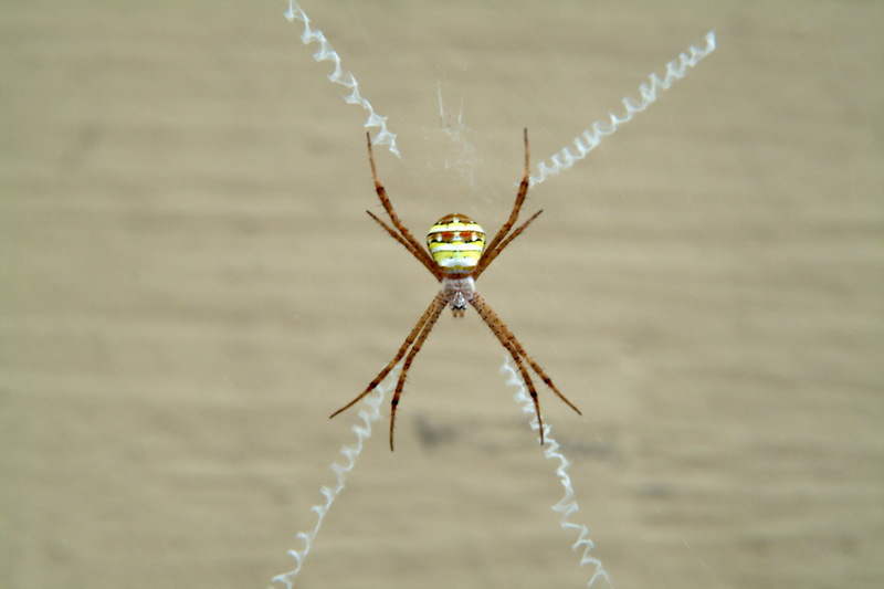 꼬마호랑거미 Argiope minuta (Orb-web Spider); DISPLAY FULL IMAGE.