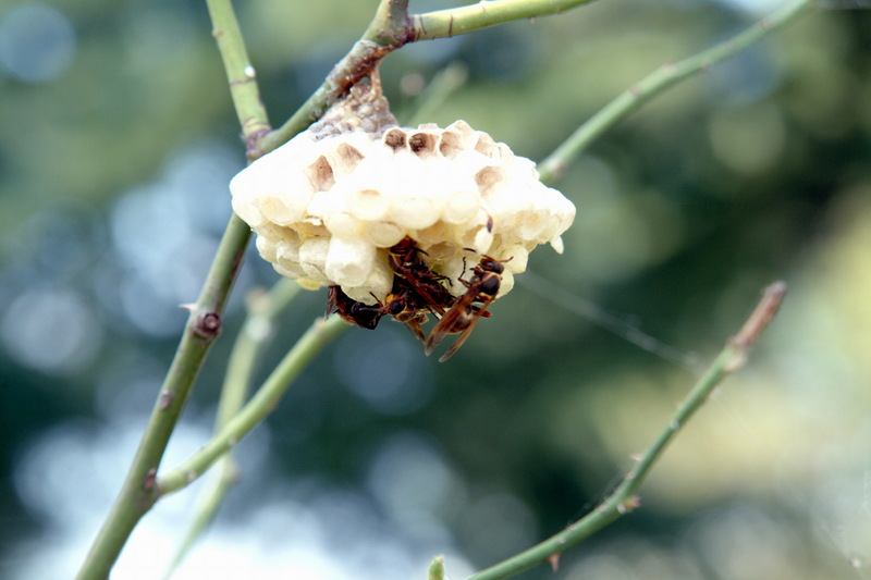 쌍살벌 종류의 벌집; DISPLAY FULL IMAGE.