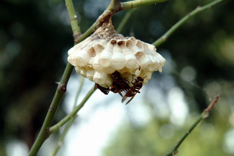 쌍살벌 종류의 벌집; DISPLAY FULL IMAGE.