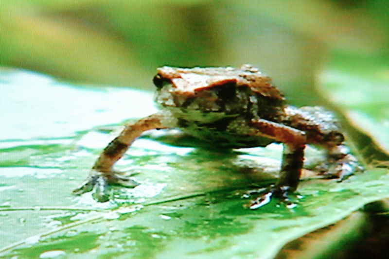 새끼 두꺼비의 이동; DISPLAY FULL IMAGE.