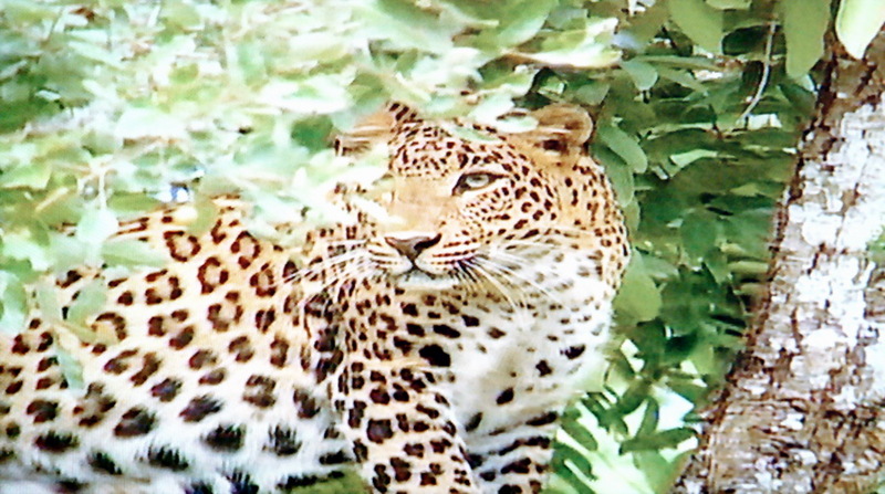 인도표범 Panthera pardus fusca (Indian Leopard); DISPLAY FULL IMAGE.