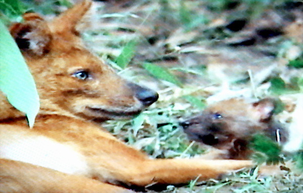 인도승냥이 Cuon alpinus dukhunensis (Indian Dhole); Image ONLY