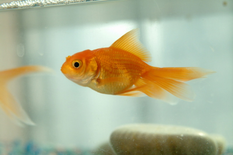 금붕어 Carassius auratus (Goldfish); DISPLAY FULL IMAGE.