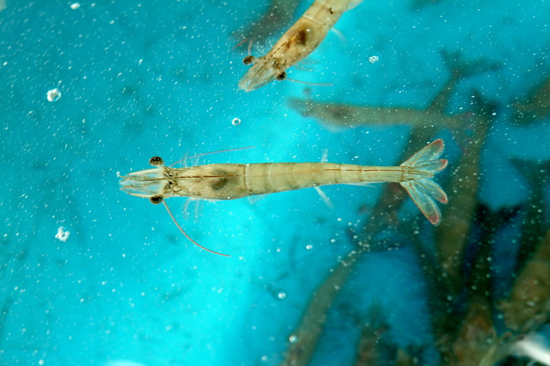 대하(大蝦) Fenneropenaeus chinensis (Fleshy Prawn); DISPLAY FULL IMAGE.