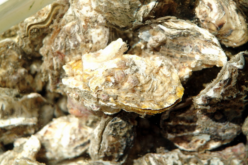 참굴(석화) Crassostrea gigas (Giant Pacific Oyster); DISPLAY FULL IMAGE.