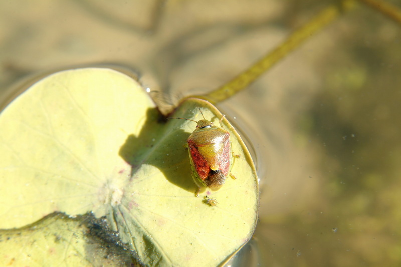 갈색날개노린재 Plautia stali (brown-winged green stink bug); DISPLAY FULL IMAGE.