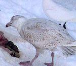 흰갈매기 (동물이름사전); Image ONLY