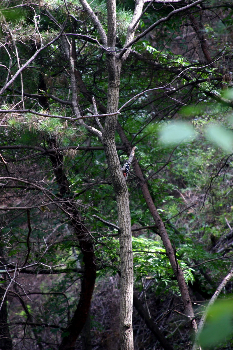 오색딱다구리 Dendrocopos major (Great Spotted Woodpecker); DISPLAY FULL IMAGE.