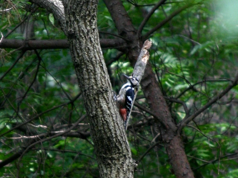 오색딱다구리 Dendrocopos major (Great Spotted Woodpecker); DISPLAY FULL IMAGE.