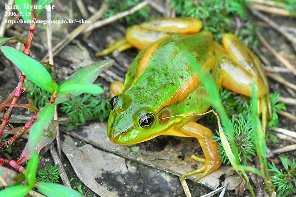 Pelophylax chosenicus (Rana plandyi chosenica) 금개구리 Korean Golden Frog; Image ONLY