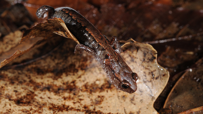 Karsenia koreana 이끼도롱뇽 Korean Crevice Salamander; DISPLAY FULL IMAGE.