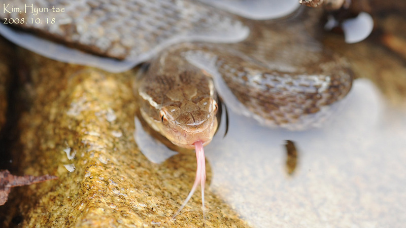 Gloydius ussuriensis 쇠살모사 Red-tongue Pit-Viper; DISPLAY FULL IMAGE.