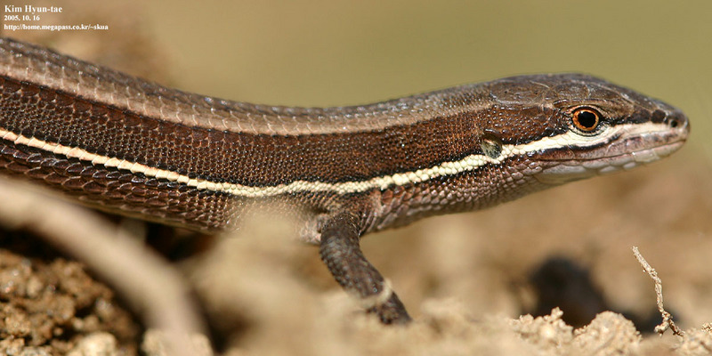 Takydromus wolteri  줄장지뱀 Wolter Lizard; DISPLAY FULL IMAGE.