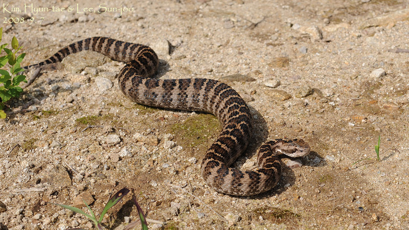 Gloydius saxatilis  까치살모사 Short-tailed Viper Snake; DISPLAY FULL IMAGE.