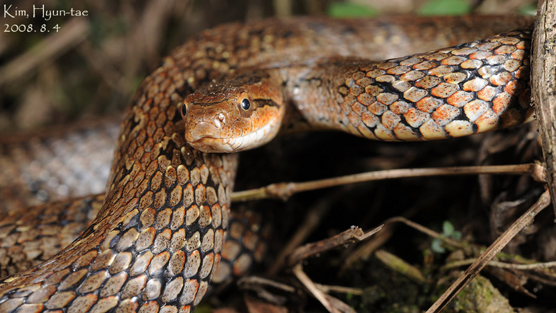Elaphe rufodorsata  무자치 Water Snake, Red-backed Ratsnake; DISPLAY FULL IMAGE.