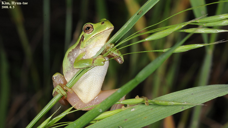 Hyla suweonensis 수원청개구리 Suweon Tree Frog  암컷; DISPLAY FULL IMAGE.