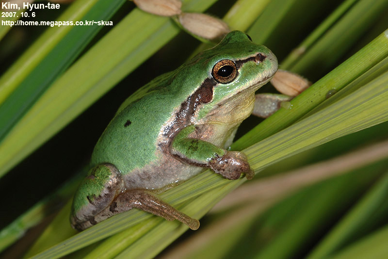 Hyla suweonensis 수원청개구리 Suweon Tree Frog  수컷 가을모습; DISPLAY FULL IMAGE.