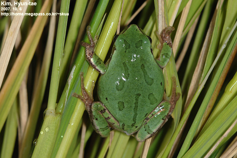 Hyla suweonensis 수원청개구리 Suweon Tree Frog  수컷 가을모습; DISPLAY FULL IMAGE.