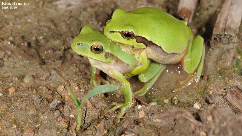Hyla suweonensis 수원청개구리 Suweon Tree Frog  짝짓기모습; DISPLAY FULL IMAGE.