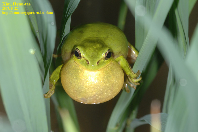 Hyla suweonensis 수원청개구리 Suweon Tree Frog  수컷; DISPLAY FULL IMAGE.