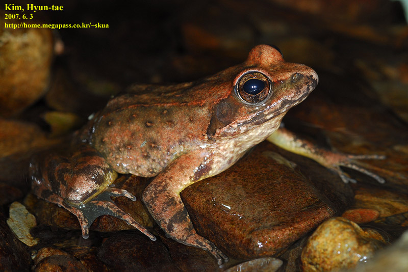 Rana huanrensis 계곡산개구리 Stream Brown Frog 수컷; DISPLAY FULL IMAGE.