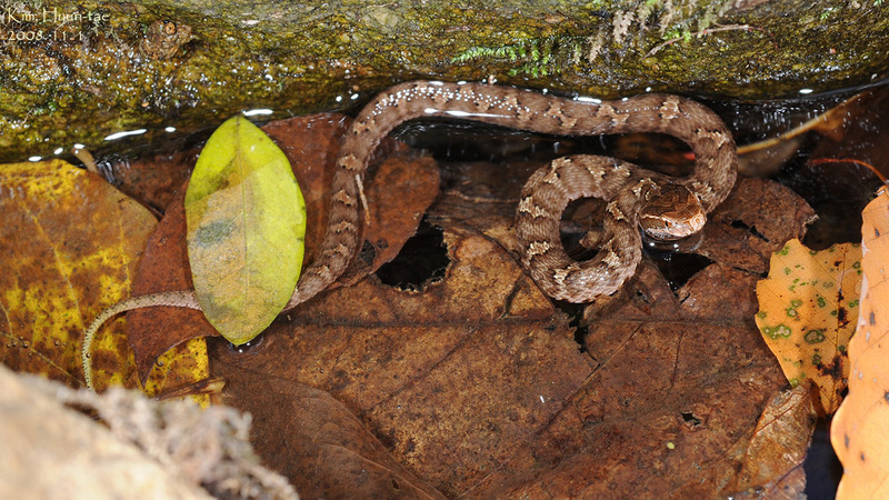Gloydius ussuriensis 쇠살모사 Red-tongue Pit-Viper 1년생; DISPLAY FULL IMAGE.