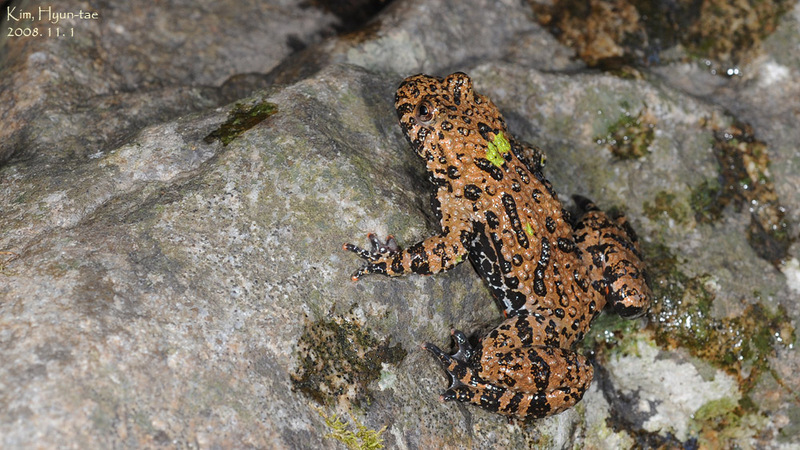 Bombina orientalis 무당개구리 Korean Fire-bellied Toad; DISPLAY FULL IMAGE.