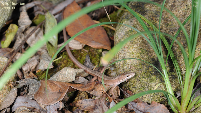 Takydromus wolteri  줄장지뱀 Wolter Lizard; DISPLAY FULL IMAGE.