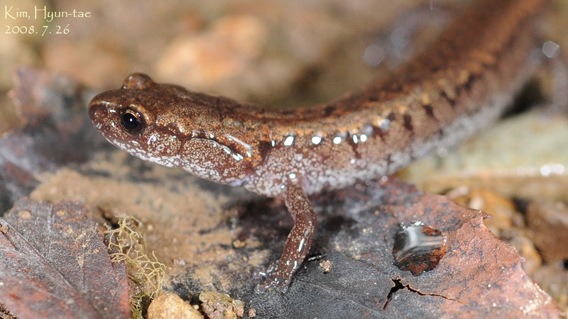Karsenia koreana 이끼도롱뇽 Korean Crevice Salamander; DISPLAY FULL IMAGE.