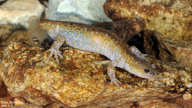 Hynobius leechii 도롱뇽 Korean Salamander; DISPLAY FULL IMAGE.