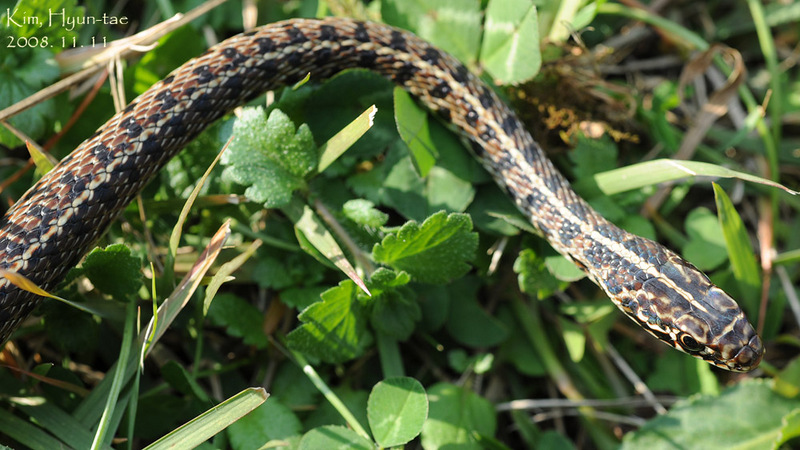 Coluber spinalis 실뱀 Tape Snake; DISPLAY FULL IMAGE.