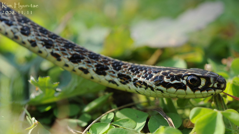 Coluber spinalis 실뱀 Tape Snake; DISPLAY FULL IMAGE.