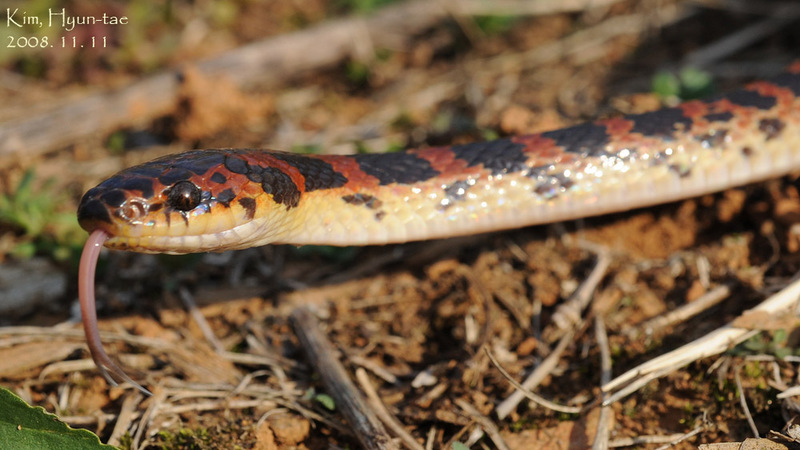 Dinodon rufozonatum 능구렁이 Red Banded Odd-tooth Snake; DISPLAY FULL IMAGE.