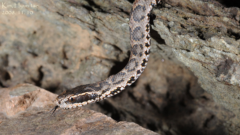 Gloydius brevicaudus 살모사 Viper Snake; DISPLAY FULL IMAGE.