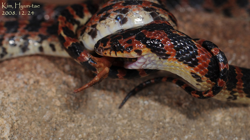 Dinodon rufozonatum 능구렁이 Red-banded Snake; DISPLAY FULL IMAGE.
