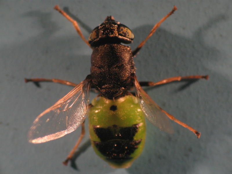 Odontomyia spp.; DISPLAY FULL IMAGE.