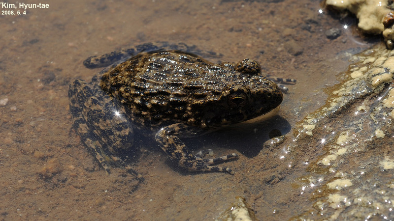 Glandirana emeljanovi 옴개구리 Rough-skinned Frog; DISPLAY FULL IMAGE.
