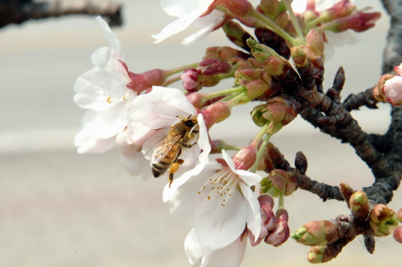 벚꽃과 꿀벌; DISPLAY FULL IMAGE.