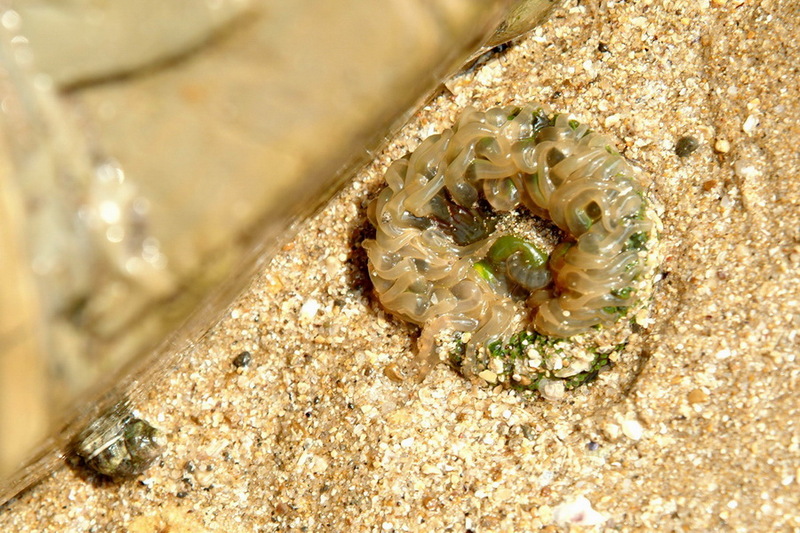 풀색꽃해변말미잘 Anthopleuroa midori (Sea Anemone); DISPLAY FULL IMAGE.