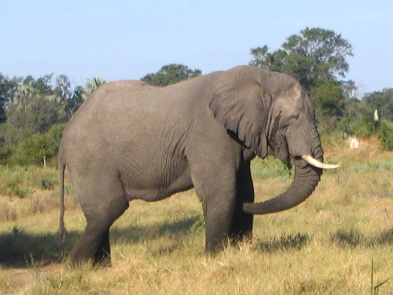 African Animals: African Elephant; DISPLAY FULL IMAGE.