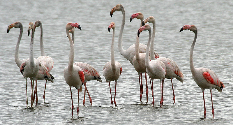 African Animals: Flamingo; DISPLAY FULL IMAGE.